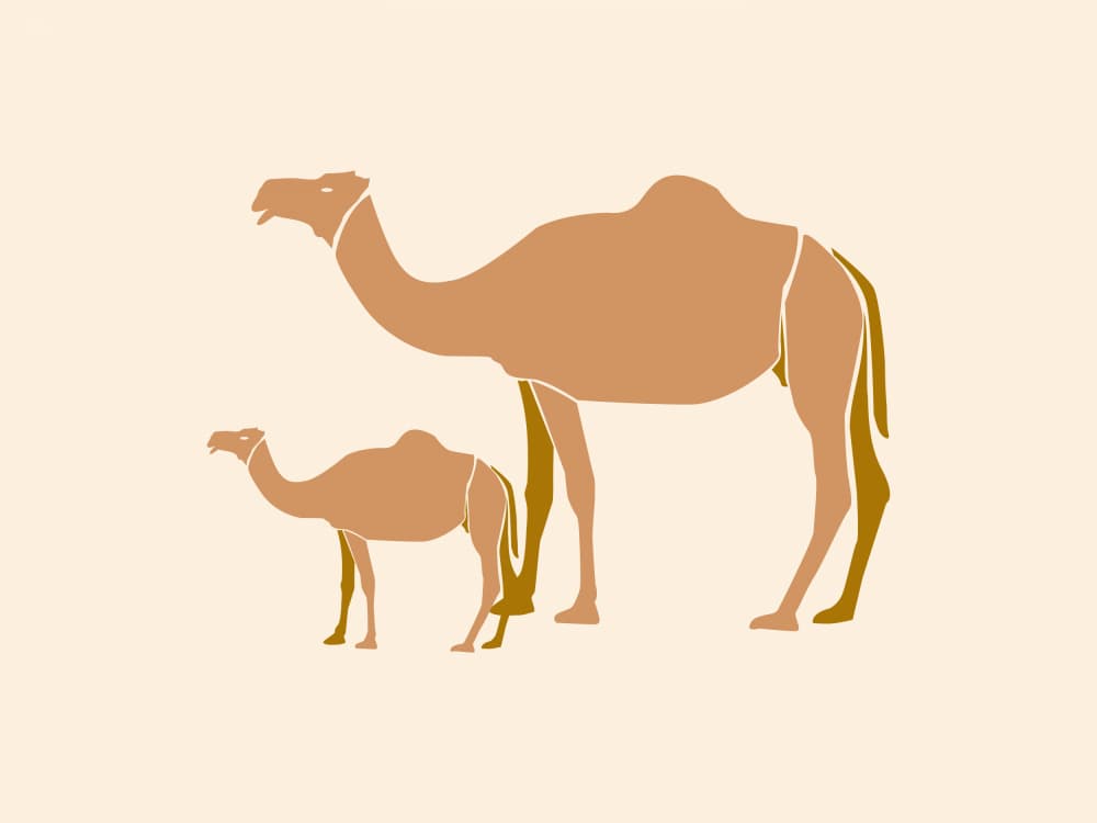 Mother and Baby Camels by Vesuvik Designs — canvas wall art