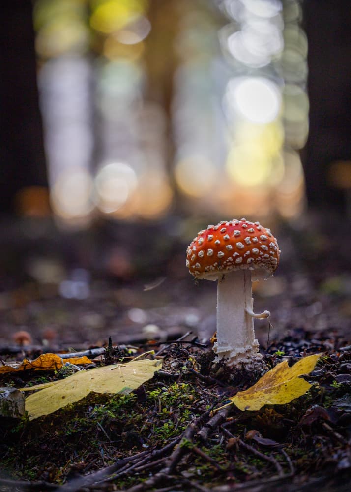 Red Forest Mushroom by Sergio Barboni — canvas wall art