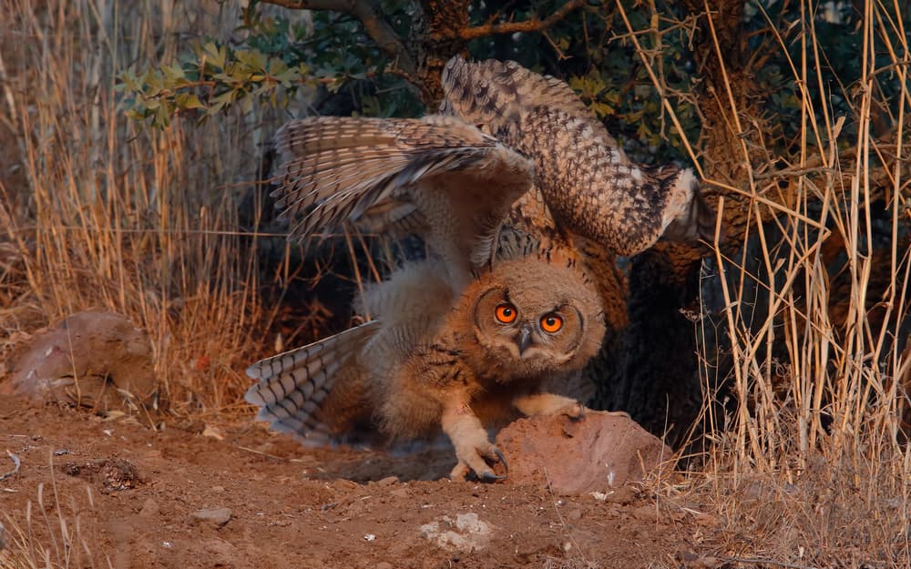 Young Owlet Orange Eyes by Assaf Gavra — canvas wall art