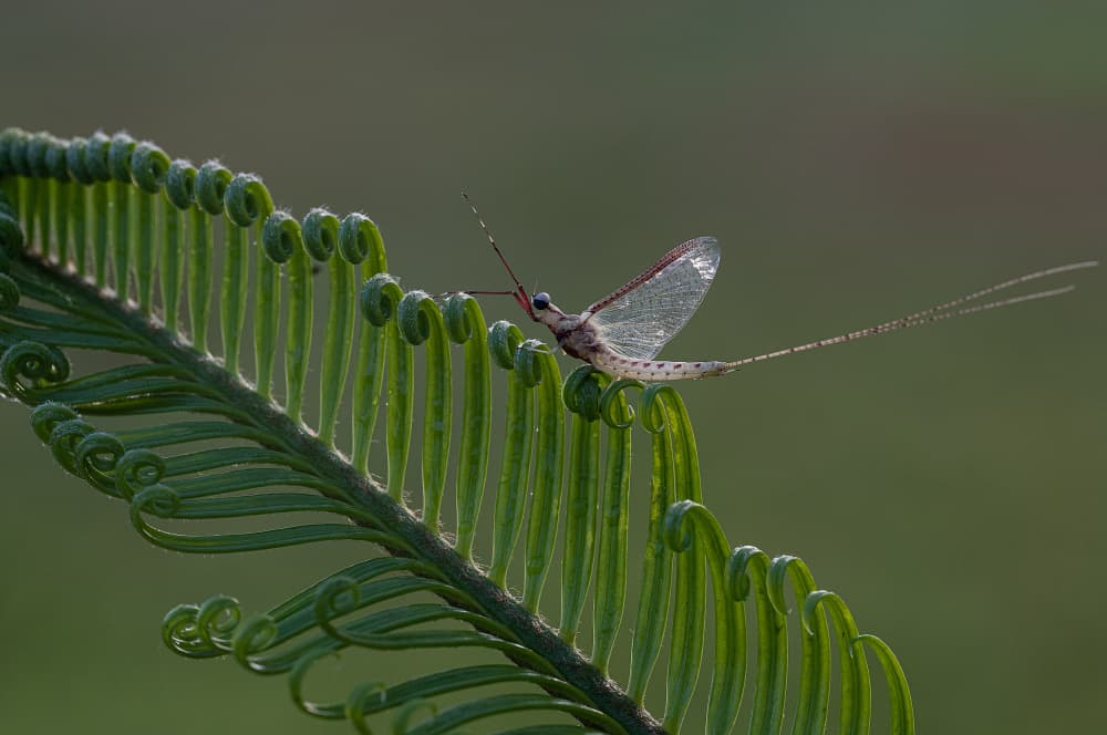 Mayfly's Delicate Fern Perch by Summer2016 — canvas wall art
