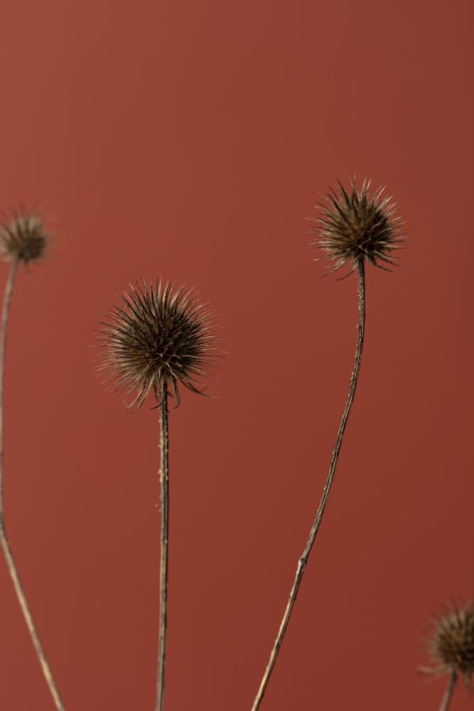 Dried Thistle Stems by Pictufy Studio III — canvas wall art