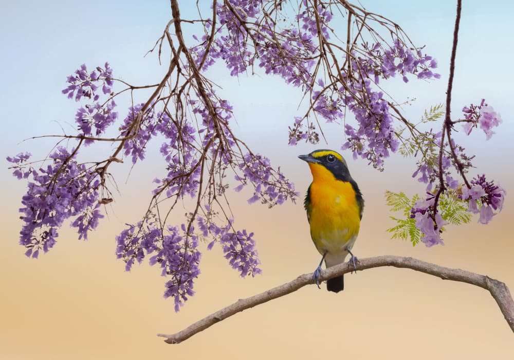 Golden Bird Purple Blossoms by אייל בר אור • Eyal Bar Or — canvas wall art