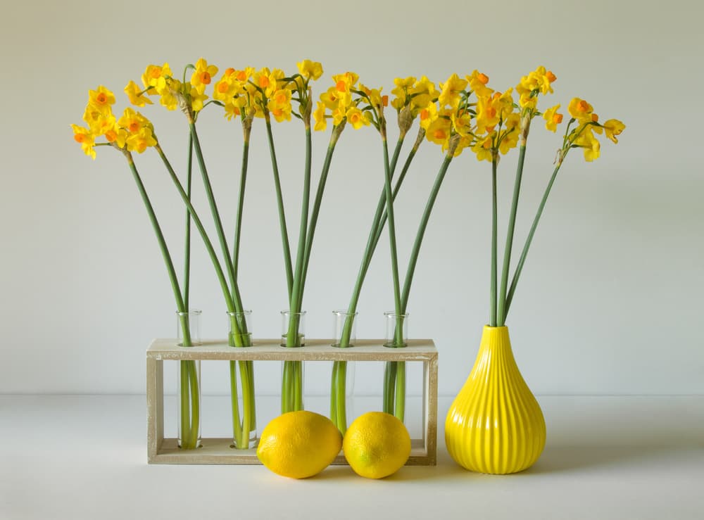Cheerful Daffodils and Lemons by Jacqueline Hammer — canvas wall art
