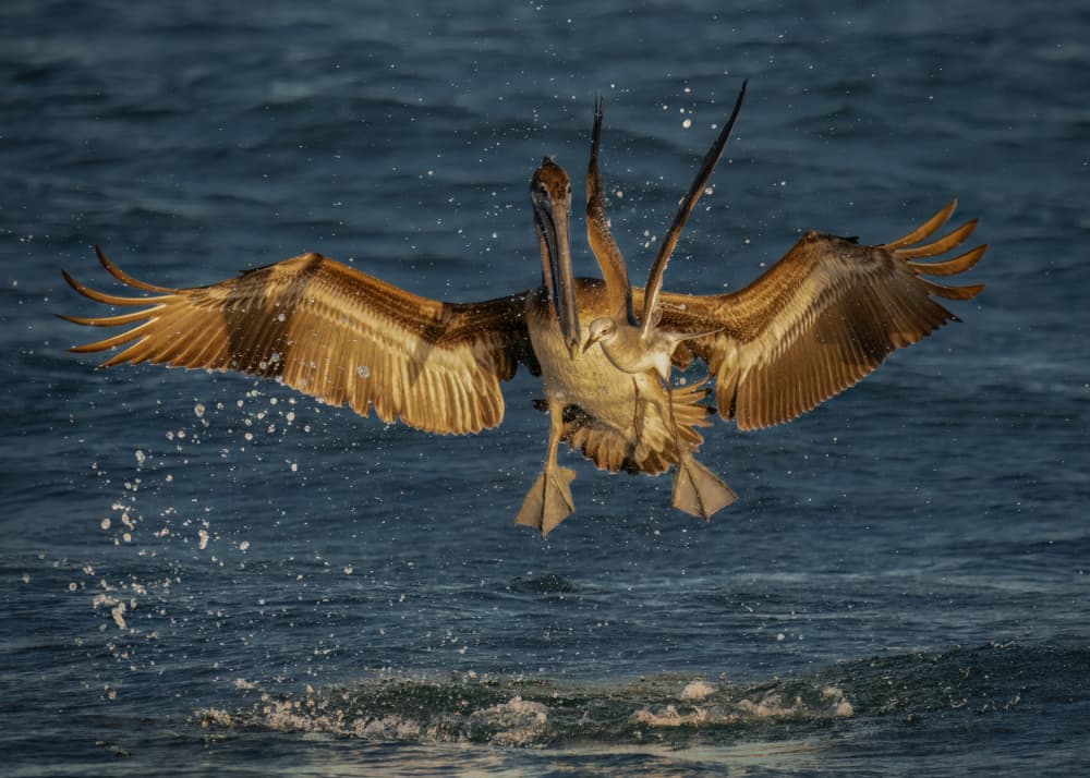 Brown Pelicans In Action by Hanping Xiao — canvas wall art