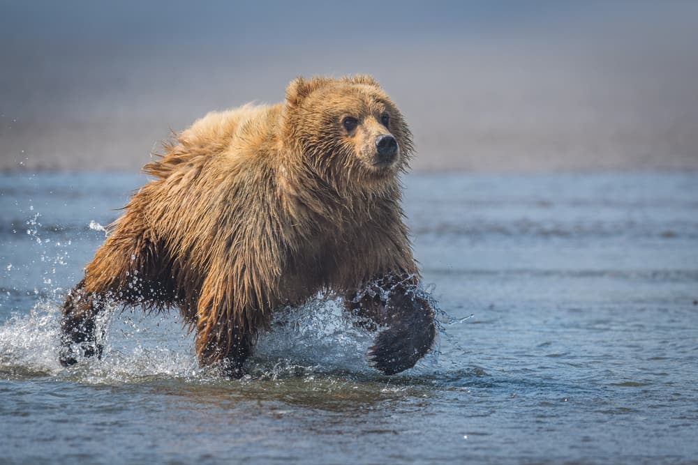 Running Brown Bear by Jeffrey C. Sink — canvas wall art