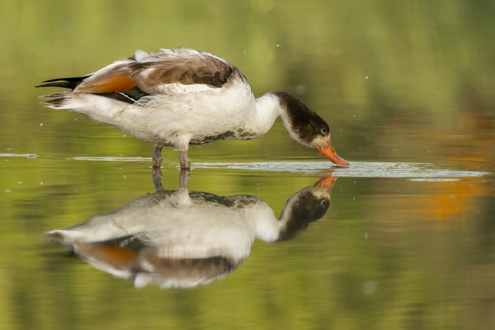 Shelduck Drinking Reflection by Annie Keizer — canvas wall art