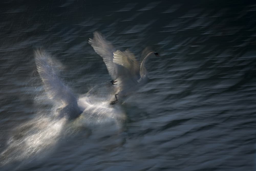 Swans In Dynamic Motion by Milan Malovrh — canvas wall art