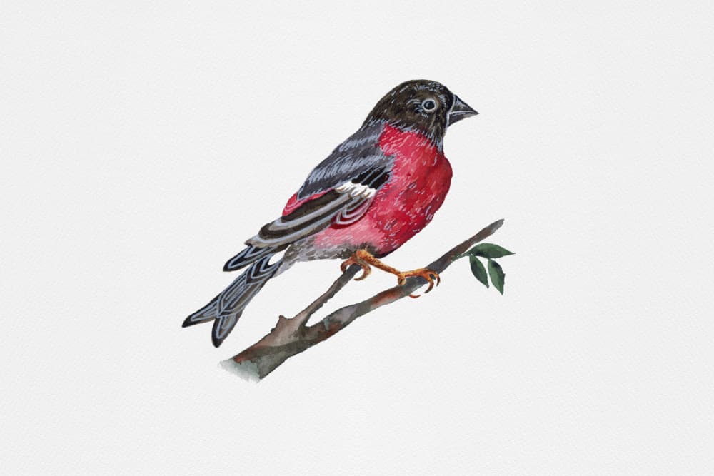 Red Bird on Branch by Suchi Deb — canvas wall art