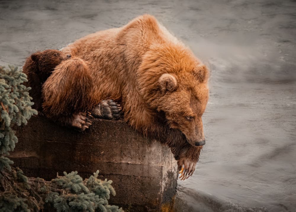 Watchful River Bear by Yuan Su — canvas wall art