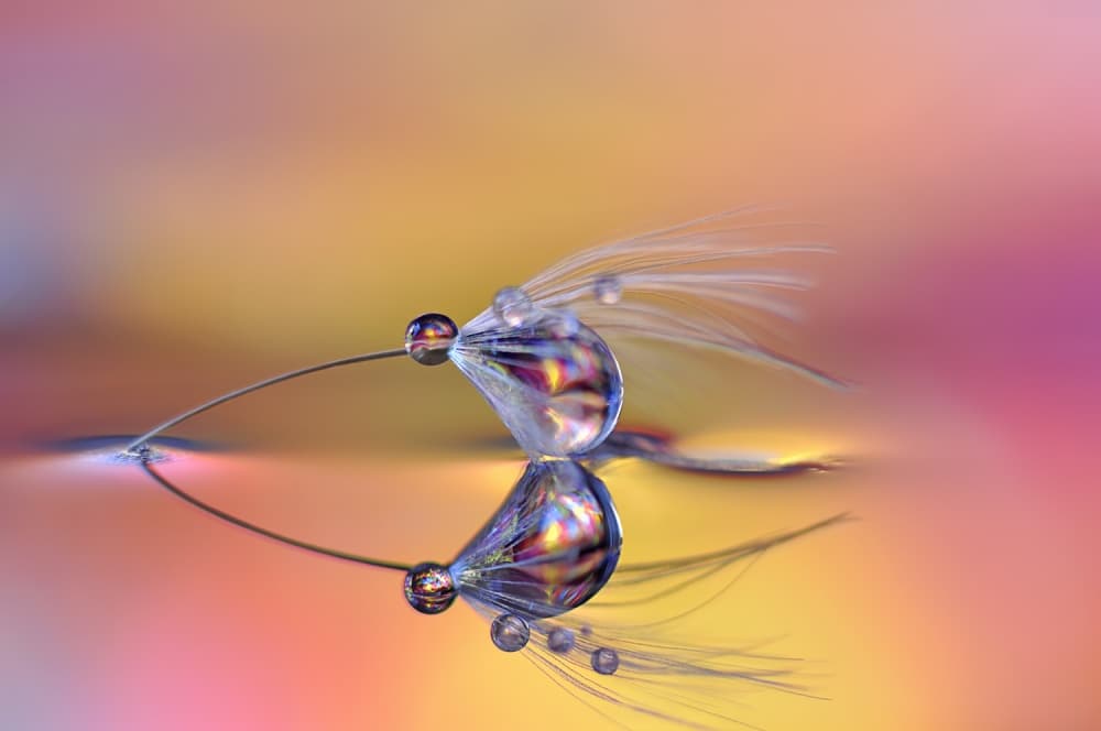 Dandelion Water Reflection by Heidi Westum — canvas wall art