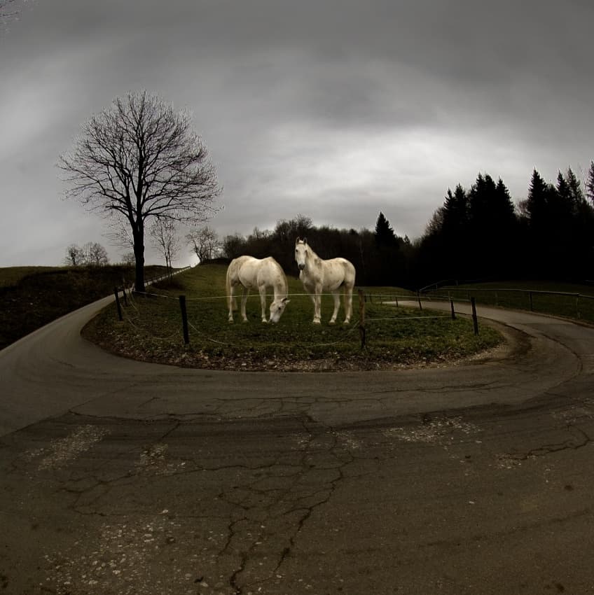 Winding Road White Horses by Milan Malovrh — canvas wall art