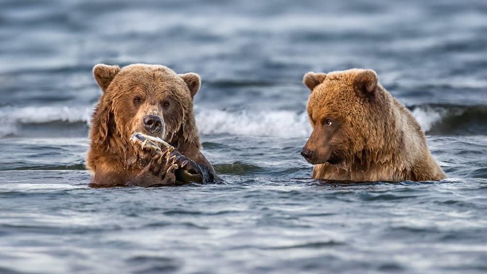 Wild Bears Fishing by Siyu_Wei APA — canvas wall art