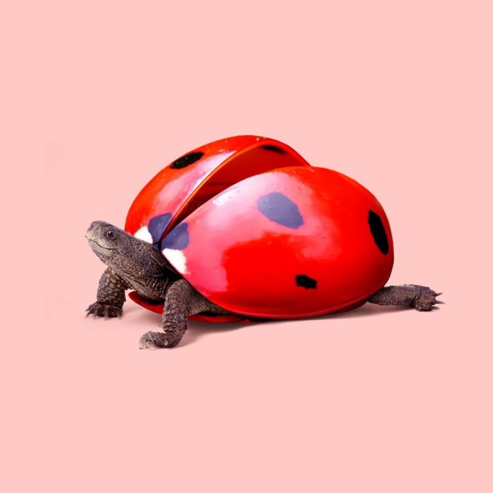 Turtle With Ladybug Shell by Artem Pozdniakov — canvas wall art