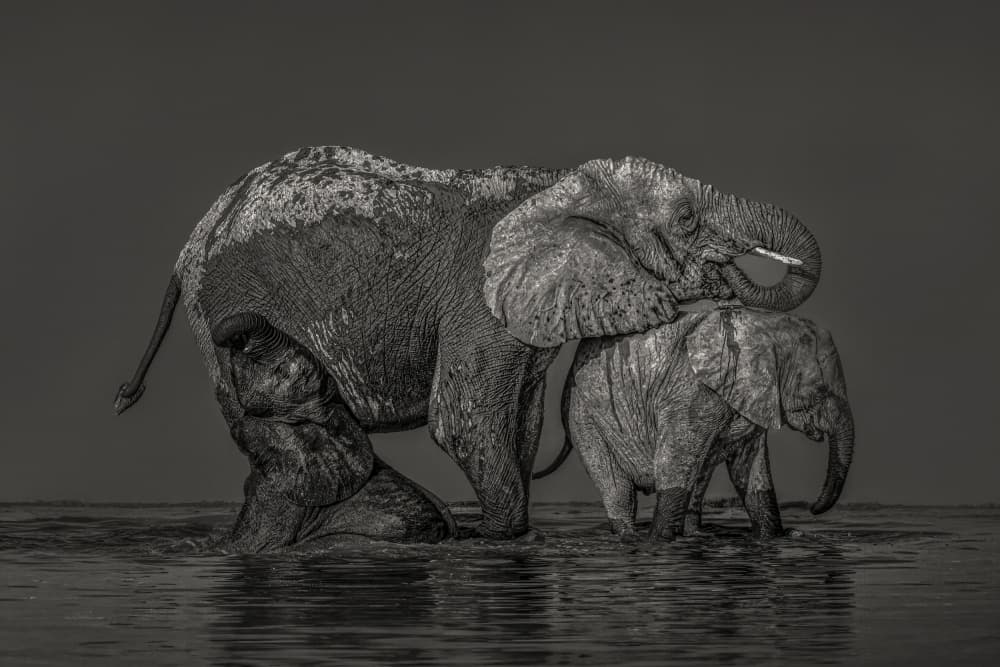 Gentle Giants Drinking by Nichole Chen — canvas wall art