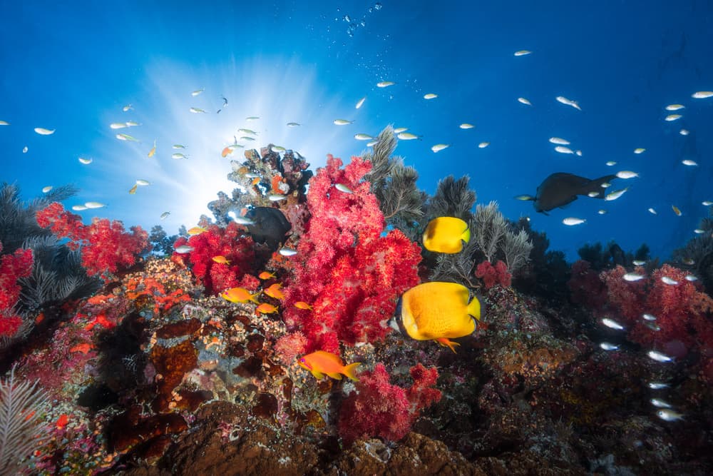 Sunlit Coral Reef by Barathieu Gabriel — canvas wall art