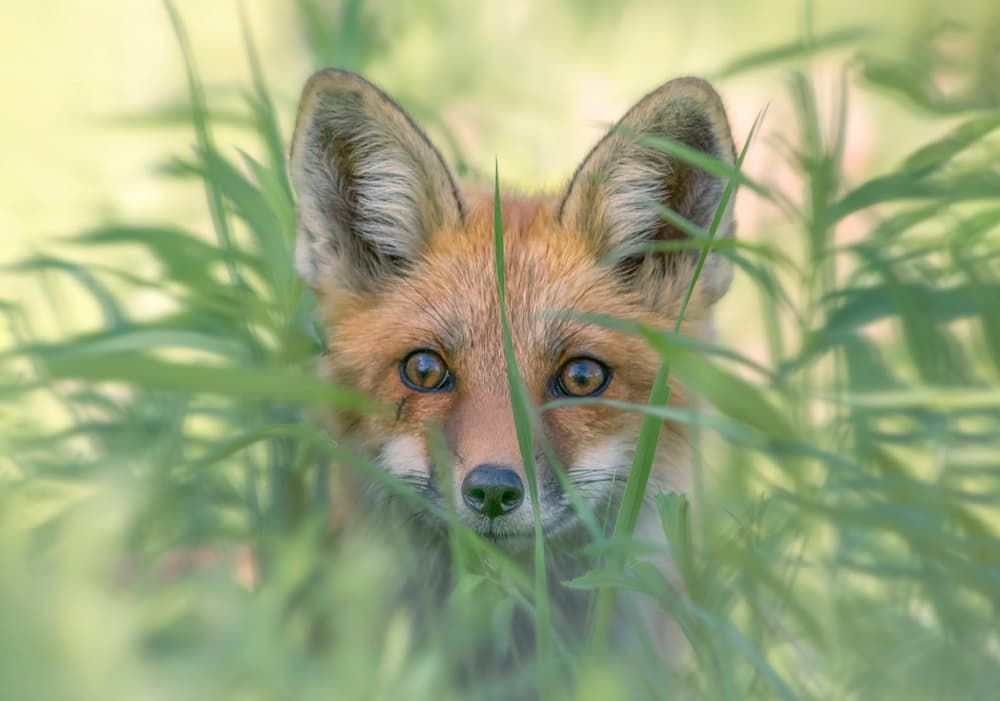 Curious Fox Peeking by Larry Deng APA — canvas wall art
