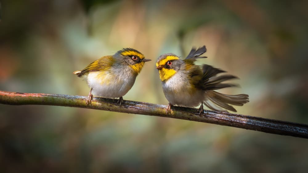 Curious Yellow Birds by tianhuayu — canvas wall art