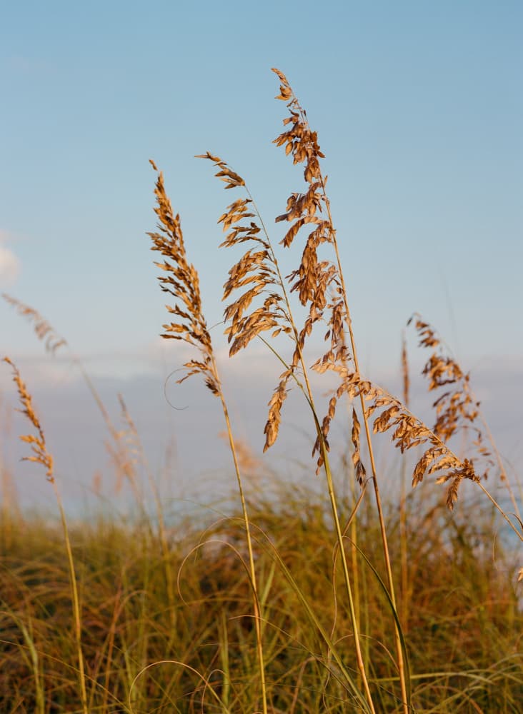 Golden Beach Grasses by Bethany Young — canvas wall art
