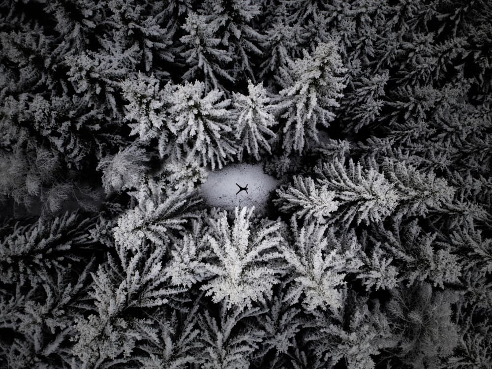 Snowy Forest Solitude by Leszek Paradowski — canvas wall art