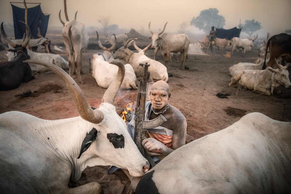 Dinka Man Guarding Cattle by Trevor Cole — canvas wall art