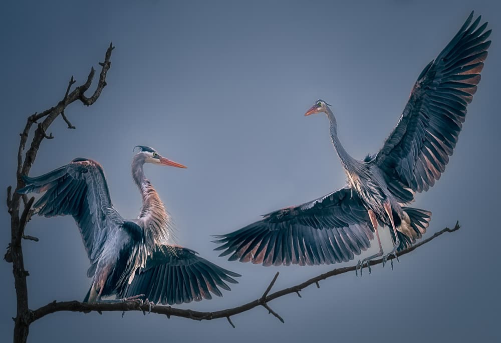 Herons Wings Spread by Ben.C.L — canvas wall art