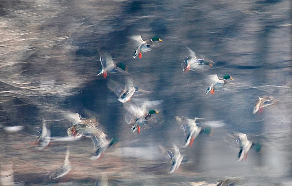 Dynamic Mallard Flight by Libby Zhang — canvas wall art