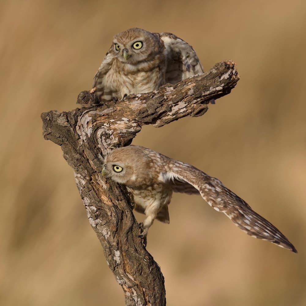Little Owls On Branch by David Manusevich — canvas wall art