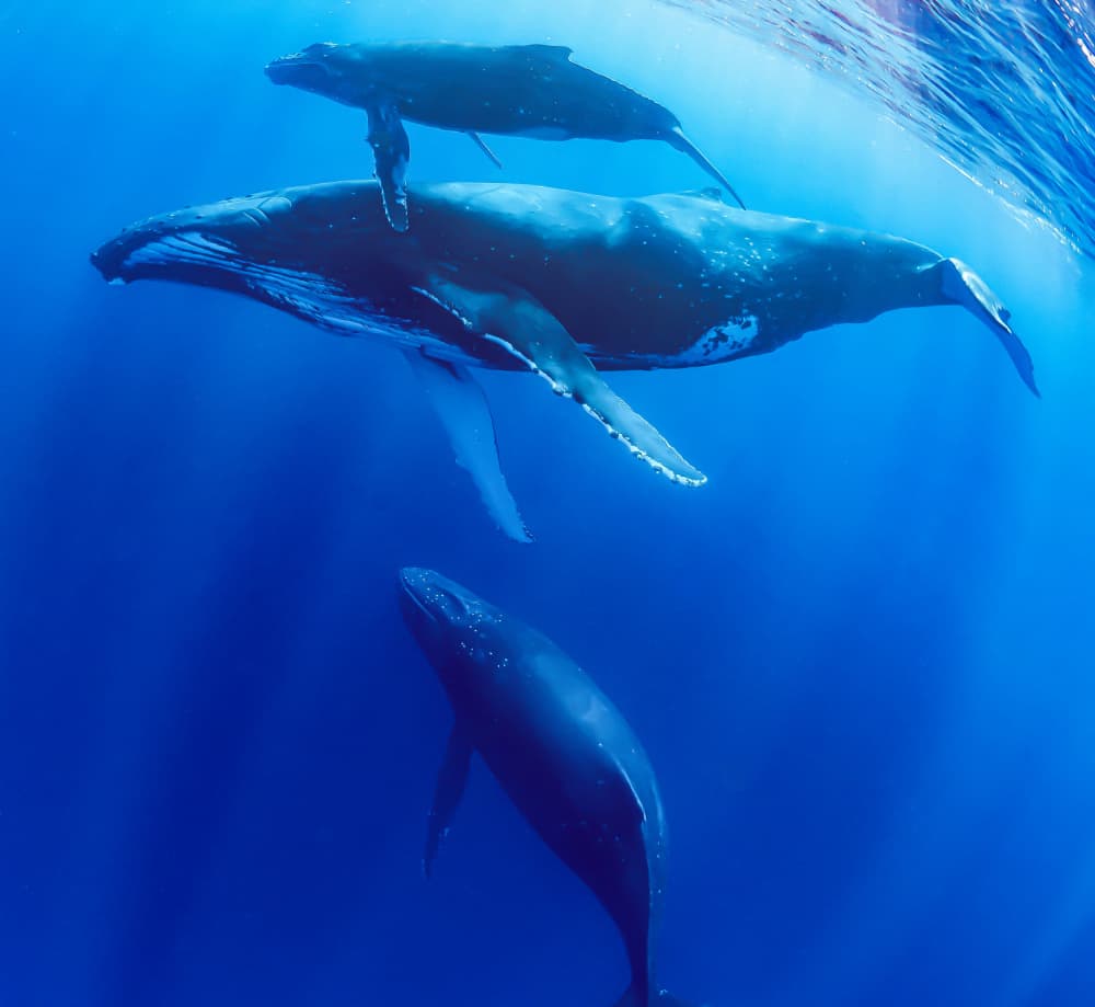 Whale Family Underwater by KIMIO KOBAYASHI — canvas wall art