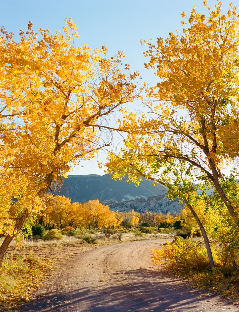 Golden Autumn Road by Bethany Young — canvas wall art