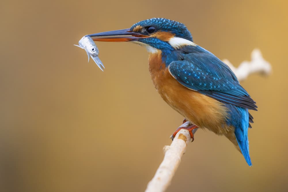 Kingfisher's Catch by TONY GORAN — canvas wall art