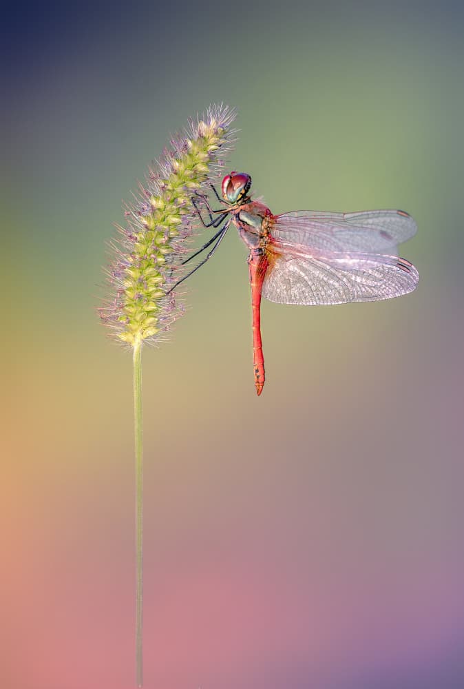 Red Dragonfly Perch by Fabrizio Daminelli — canvas wall art