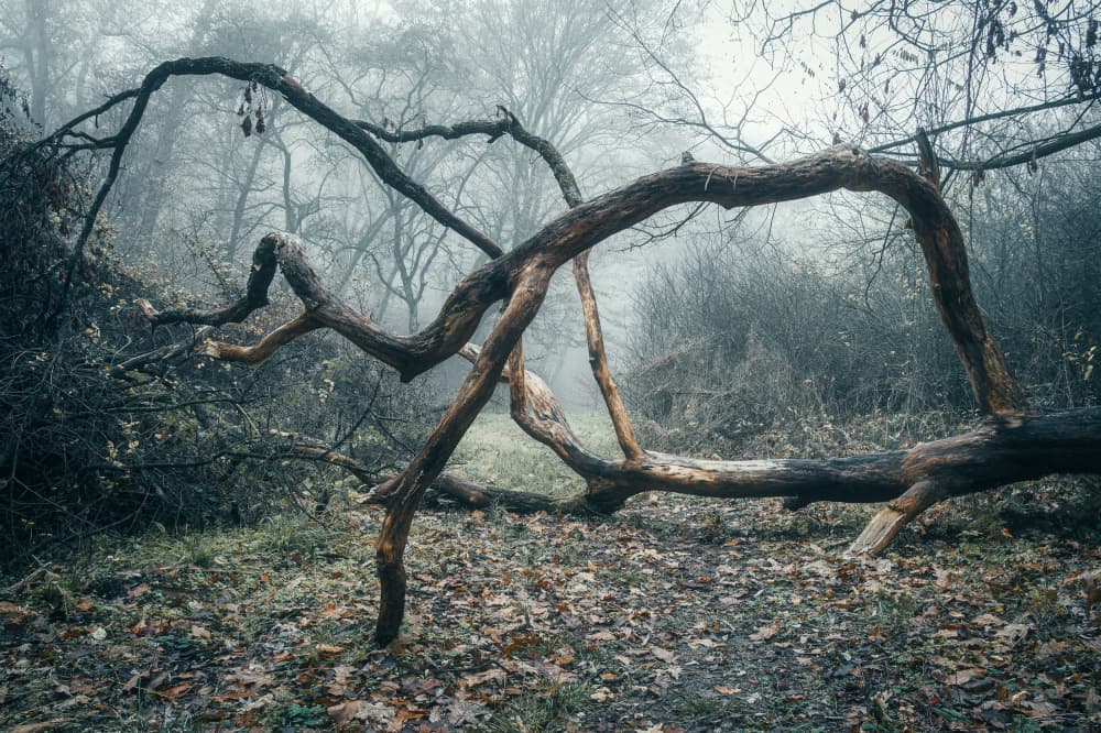 Misty Woodland Branches by Eduard Andrica — canvas wall art