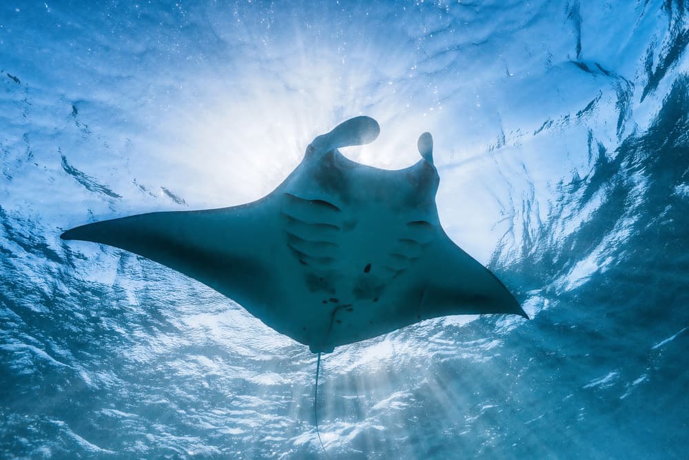 Majestic Manta Ray Underwater by Barathieu Gabriel — canvas wall art