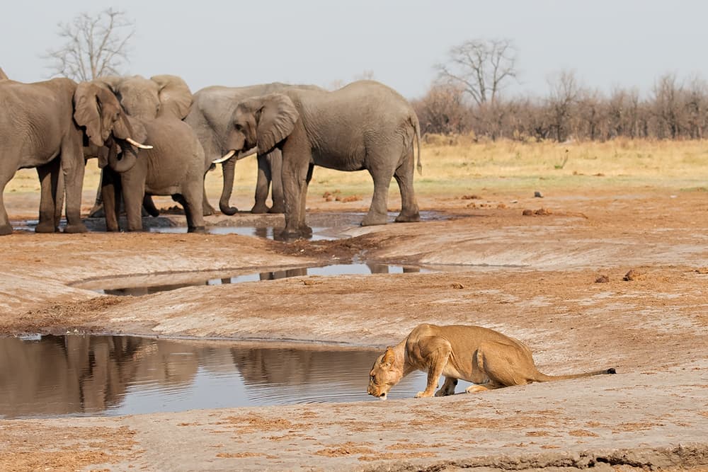 African Safari Watering Hole by Marco Pozzi — canvas wall art