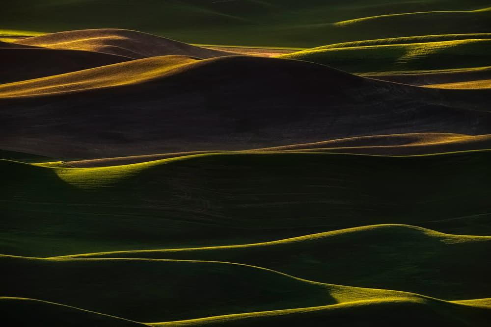 Golden Rolling Hills by Lydia Jacobs — canvas wall art