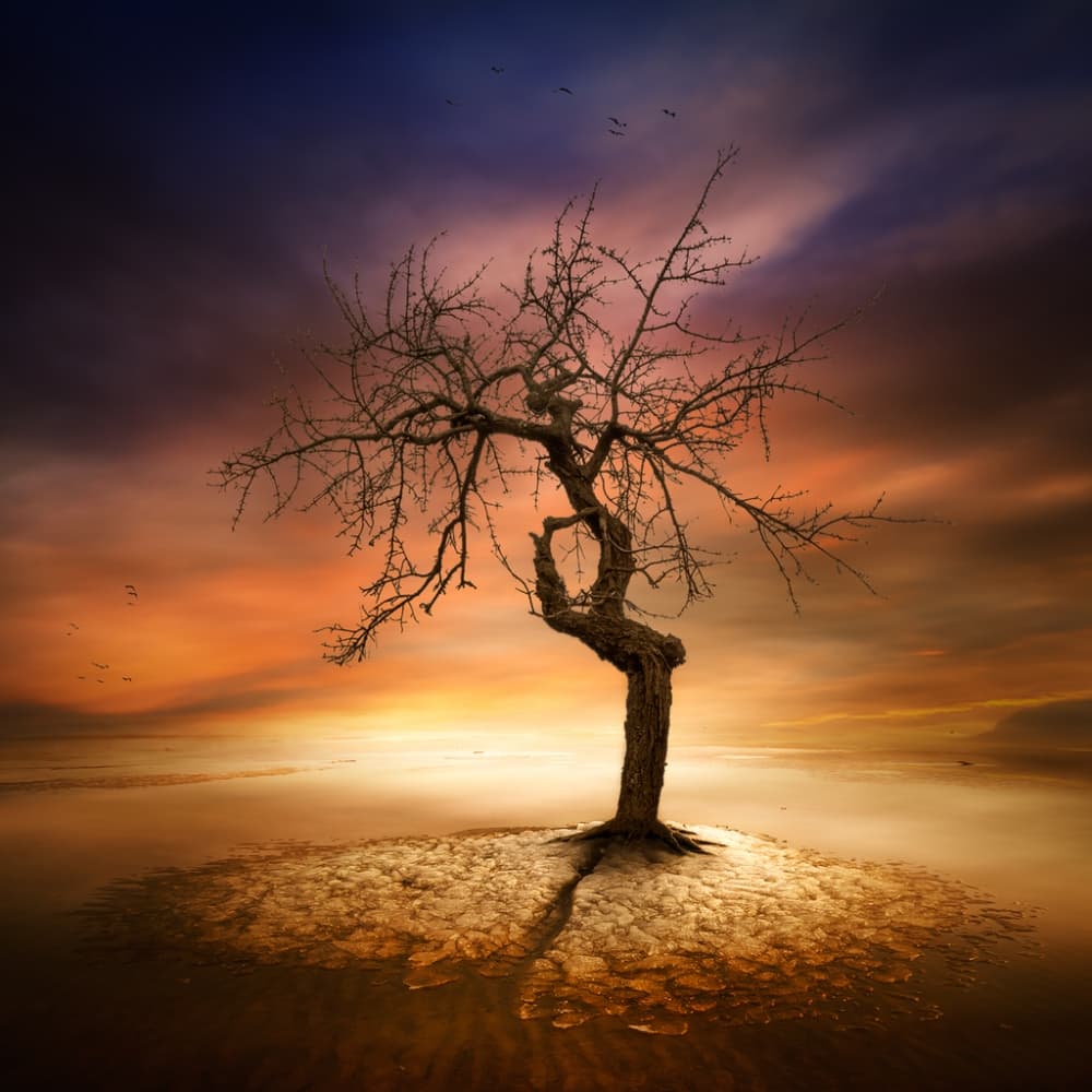 Lonely Tree Sunset by Piotr Krol (Bax) — canvas wall art