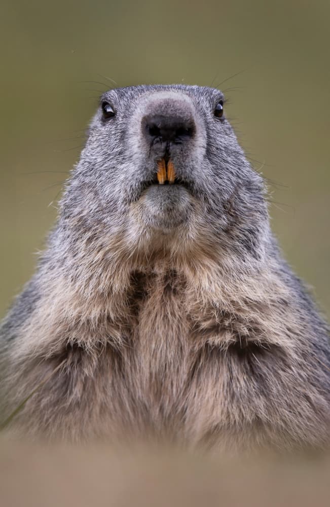 Curious Marmot Portrait by Paolo Bolla — canvas wall art