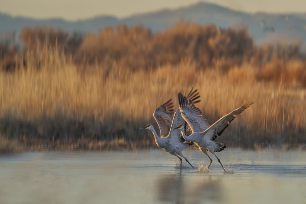 Sandhill Cranes Taking Flight by Qing Zhao — canvas wall art