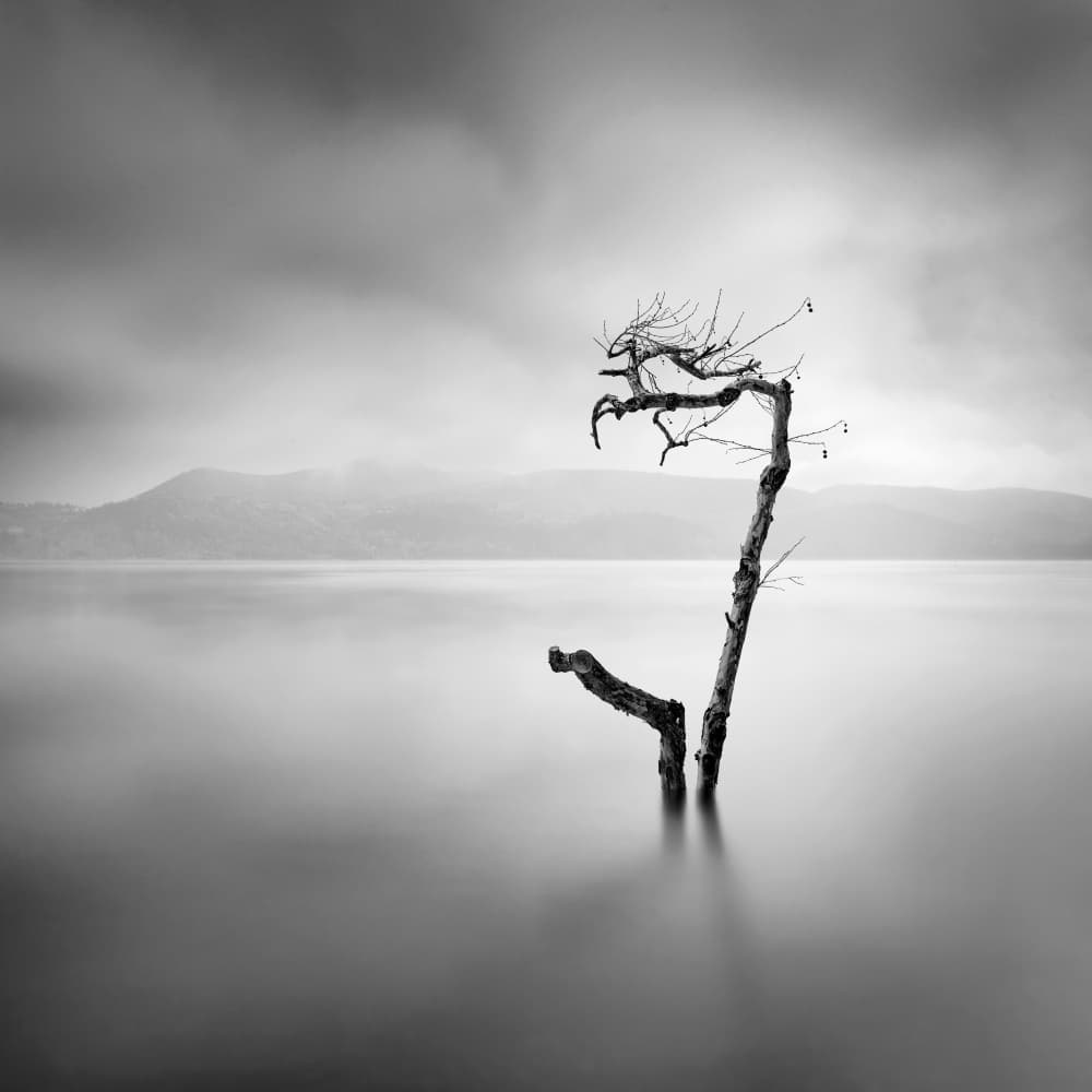 Misty Lake Tree by George Digalakis — canvas wall art