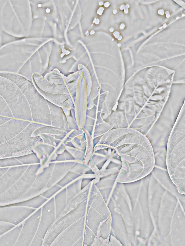 Delicate Botanical Growth by Santhosh ch — canvas wall art