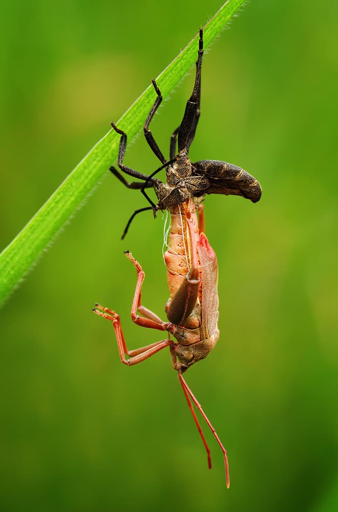 Insect Emerging by Gunarto Song — canvas wall art