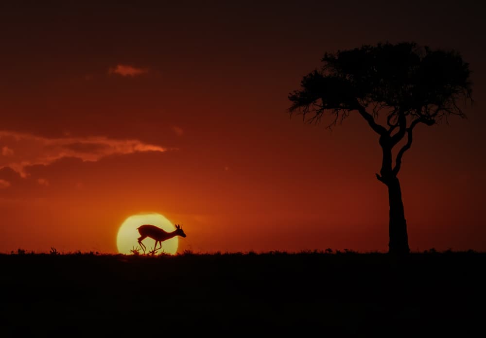 African Sunset Run by Judy Tseng — canvas wall art
