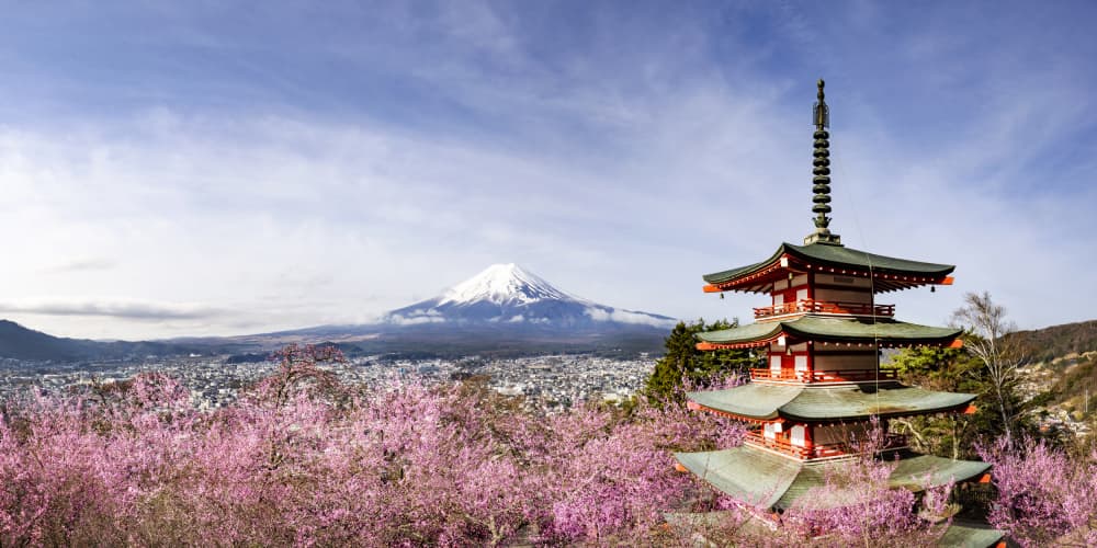 Fuji Pagoda Blossoms by Melanie Viola — canvas wall art