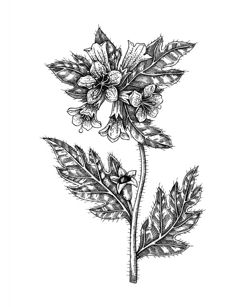 Spiky Bellflower Botanical Drawing by Yevheniia Lytvynovych — canvas wall art