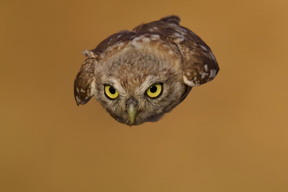 Flying Owl Gaze by David Manusevich — canvas wall art