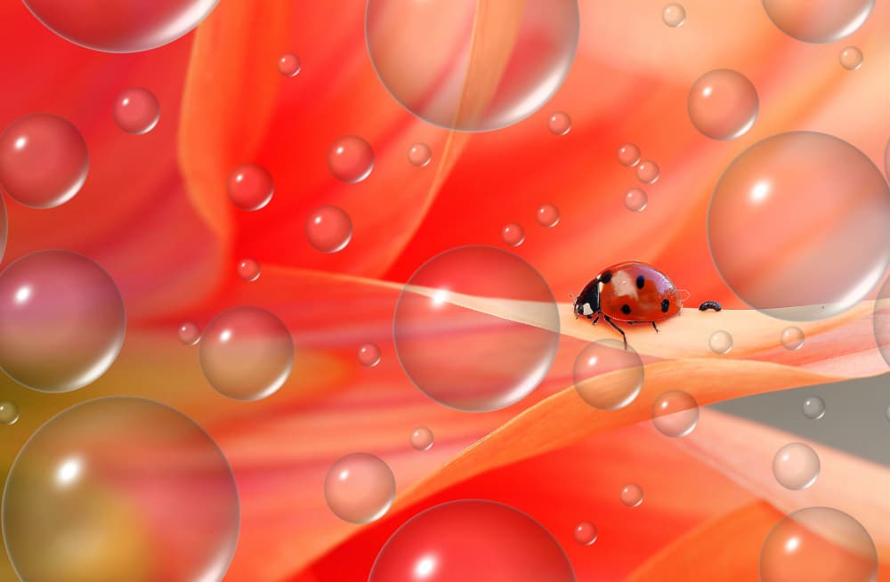Ladybug Amidst Bubbles by Thierry Dufour — canvas wall art