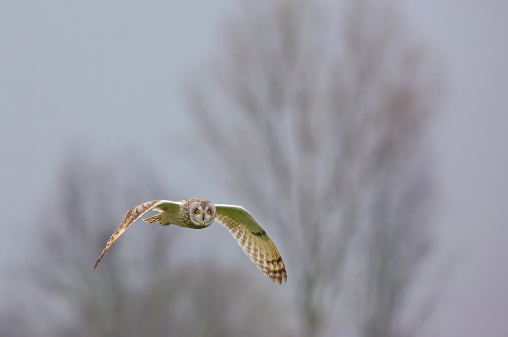 Short-eared Owl In Flight by Valerio Ferraro — canvas wall art
