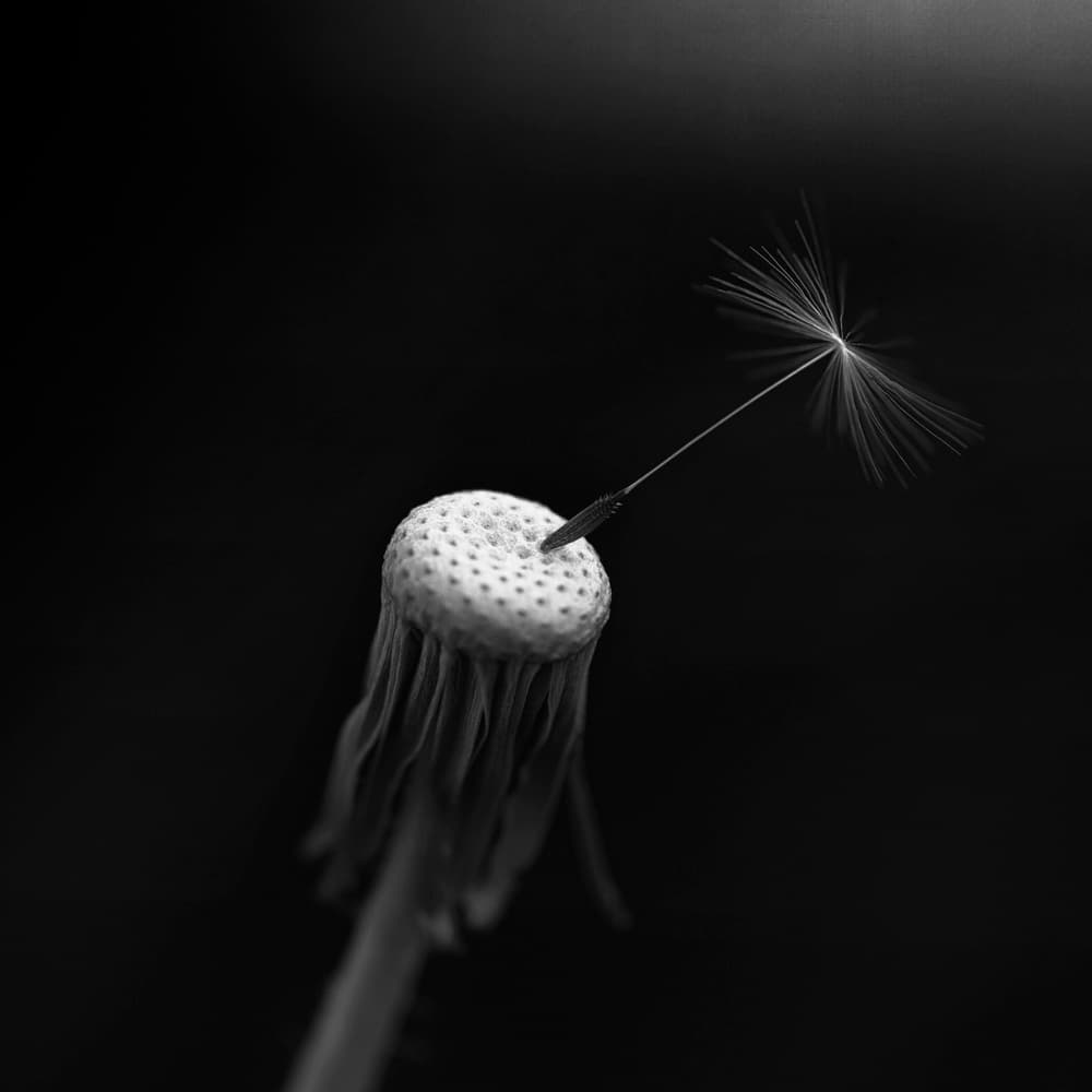Last Dandelion Seed by Lotte Grønkjær — canvas wall art