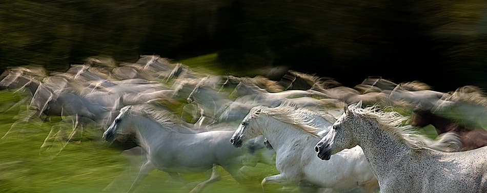 Running White Horses by Milan Malovrh — canvas wall art