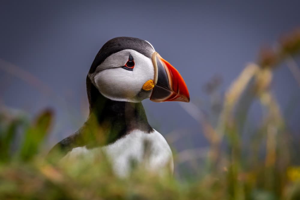 Atlantic Puffin Portrait by Xiaohong Zhang — canvas wall art